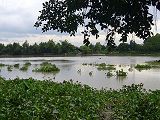 anhval_delta_mekong.jpg